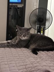 Lost Male Cat last seen Summercrest by Brick, Burleson, TX 76028