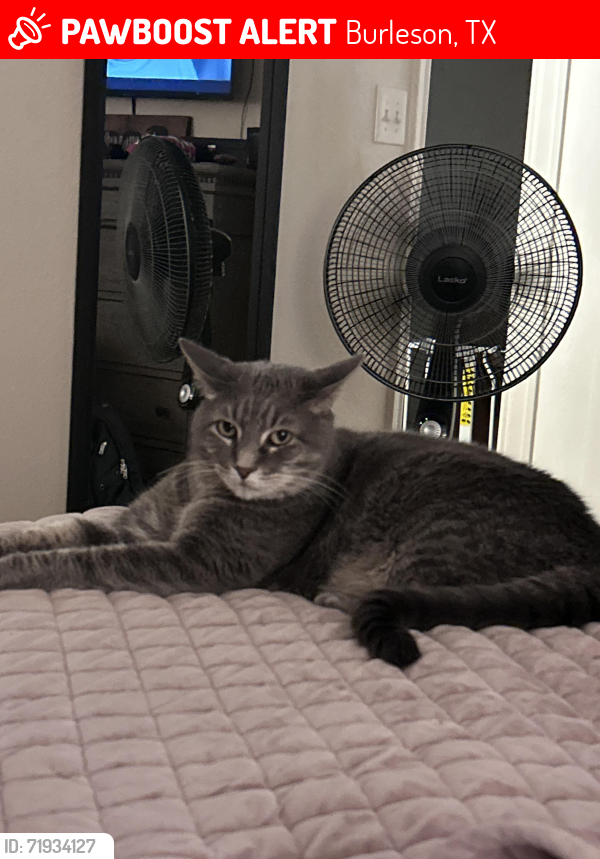 Lost Male Cat last seen Summercrest by Brick, Burleson, TX 76028