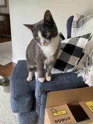 Lost Female Cat last seen Chaucer St and 113th, Olympia, WA 98501