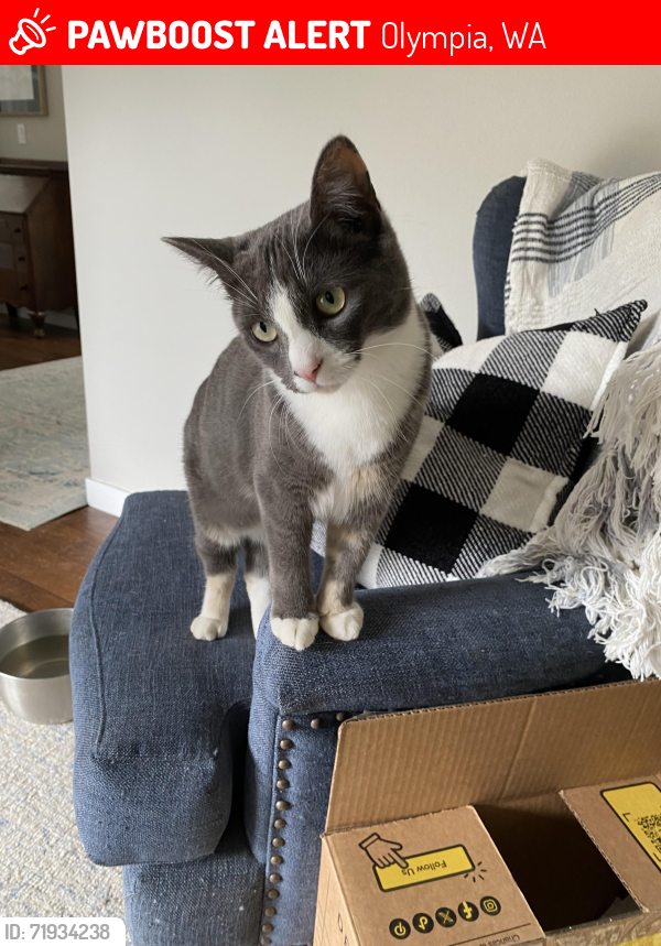 Lost Female Cat last seen Chaucer St and 113th, Olympia, WA 98501