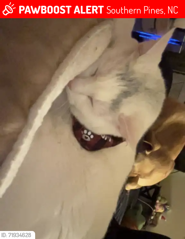 Lost Male Cat last seen Peedee rd, fairway Dr , Southern Pines, NC 28387