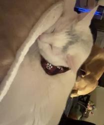 Lost Male Cat last seen Peedee rd, fairway Dr , Southern Pines, NC 28387