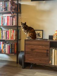 Found/Stray Female Cat last seen Near wilshire blvd Santa monica, Santa Monica, CA 90403