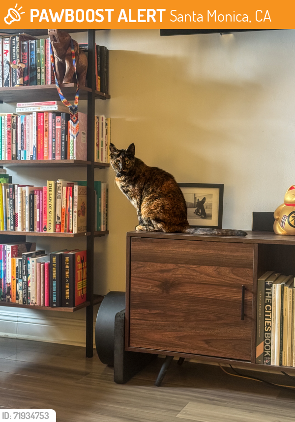 Found/Stray Female Cat last seen Near wilshire blvd Santa monica, Santa Monica, CA 90403