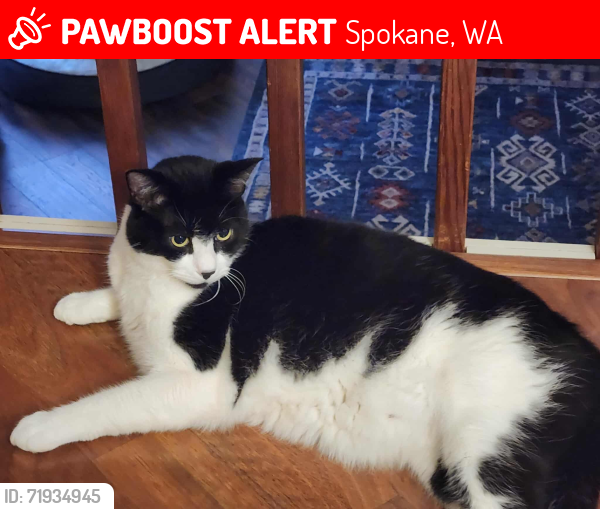 Lost Male Cat last seen Russett Dr. and Arrowhead Dr., Spokane, WA 99208