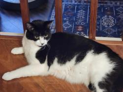 Lost Male Cat last seen Russett Dr. and Arrowhead Dr., Spokane, WA 99208
