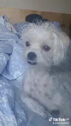 Lost Female Dog last seen Dartmouth mobile s, Pomona, CA 91766