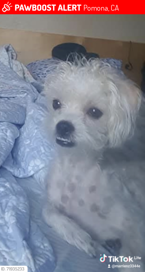 Lost Female Dog last seen Dartmouth mobile s, Pomona, CA 91766