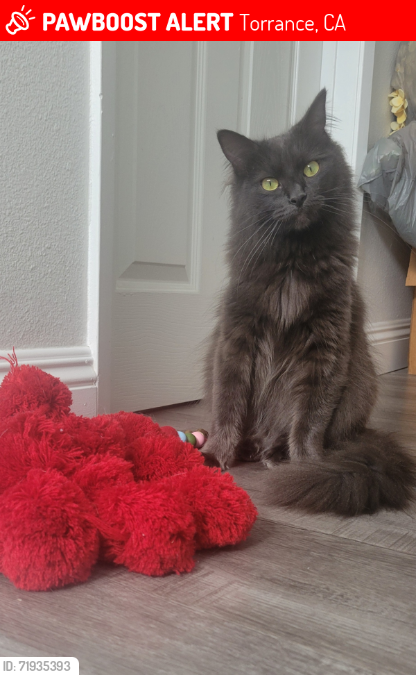 Lost Female Cat last seen 234th and Anza, Torrance, CA 90505