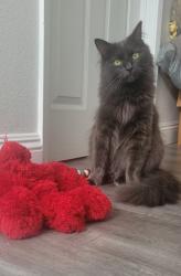Lost Female Cat last seen 234th and Anza, Torrance, CA 90505