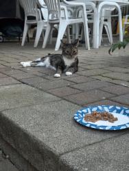 Reunited Unknown Cat last seen Gorge Road, Cliffside Park, NJ 07010