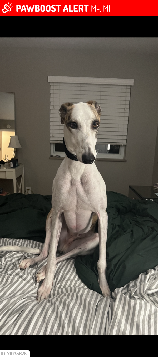 Lost Male Dog last seen M59 and US23 in an apmt complex, M-59, MI 48386