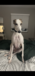 Lost Male Dog last seen M59 and US23 in an apmt complex, M-59, MI 48386