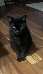Lost Male Cat last seen Princess Gate Blvd and Bradford Drive, Winter Park, FL 32792