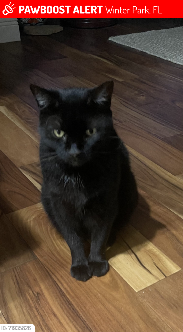 Lost Male Cat last seen Princess Gate Blvd and Bradford Drive, Winter Park, FL 32792
