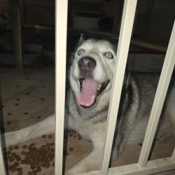 Reunited Female Dog last seen Near and indian school, Avondale, AZ 85392