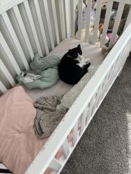 Lost Male Cat last seen Fivay road , Hudson, FL 34667