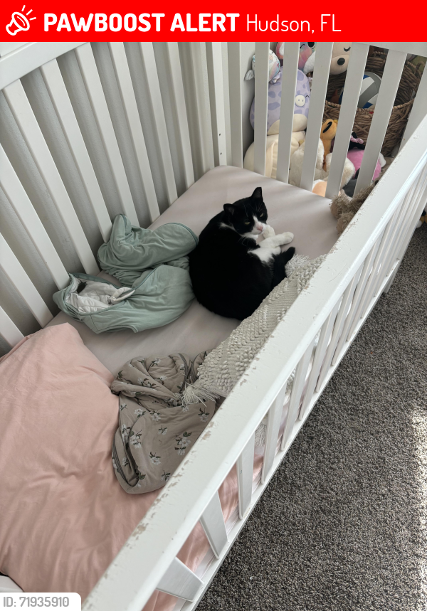 Lost Male Cat last seen Fivay road , Hudson, FL 34667