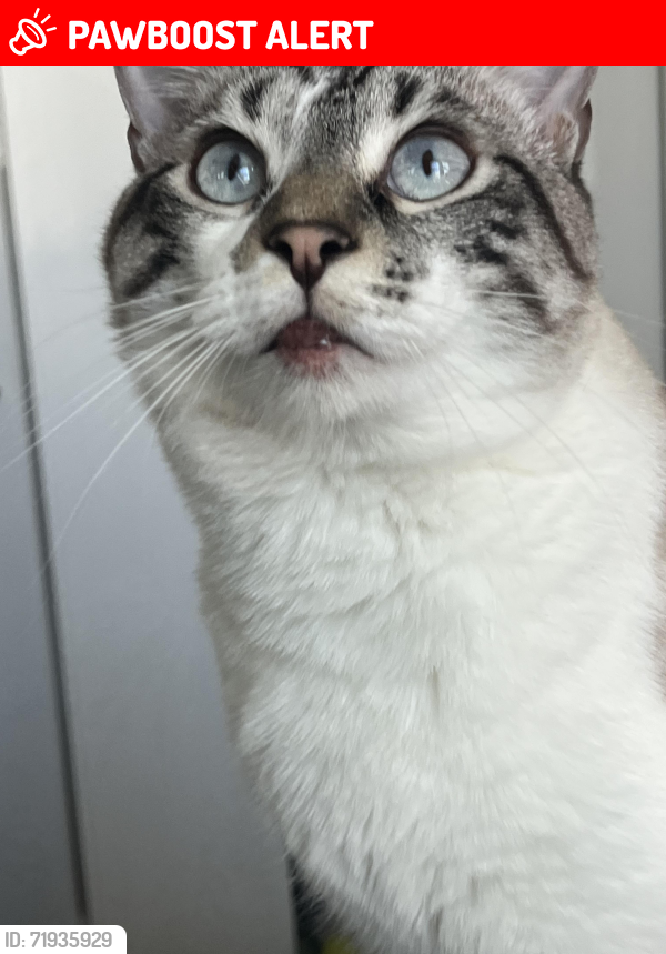 Lost Male Cat last seen Weatherly Bay complex, Huntington Beach, CA 92649