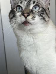 Lost Male Cat last seen Weatherly Bay complex, Huntington Beach, CA 92649