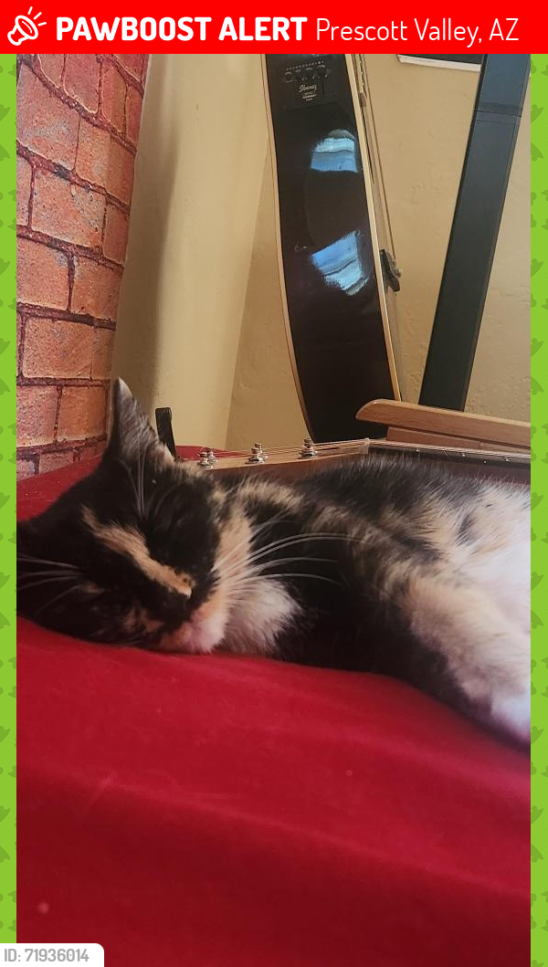 Lost Female Cat last seen OTHER SIDE OF SPROUTS  HIGHWAY 69 Prescott Valley north king's highway south , Prescott Valley, AZ 86312