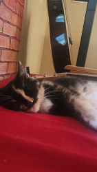 Lost Female Cat last seen OTHER SIDE OF SPROUTS  HIGHWAY 69 Prescott Valley north king's highway south , Prescott Valley, AZ 86312
