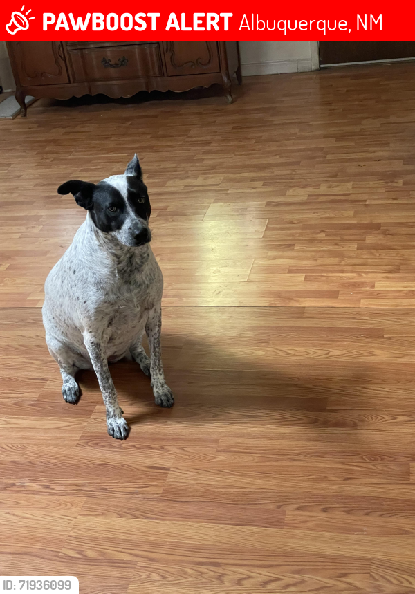 Albuquerque, NM Lost Female Dog, Yumi Is Missing PawBoost
