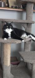 Lost Male Cat last seen North five mile rd and ustick Boise Idaho , Boise, ID 83713