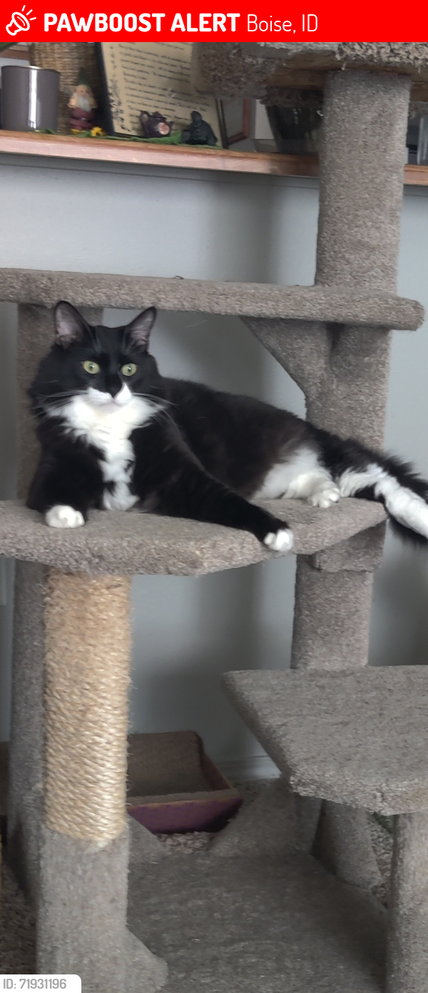 Lost Male Cat last seen North five mile rd and ustick Boise Idaho , Boise, ID 83713