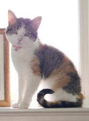Lost Female Cat last seen Westmont Drive, Allen, (Alma Dr. and Rollins), Allen, TX 75013