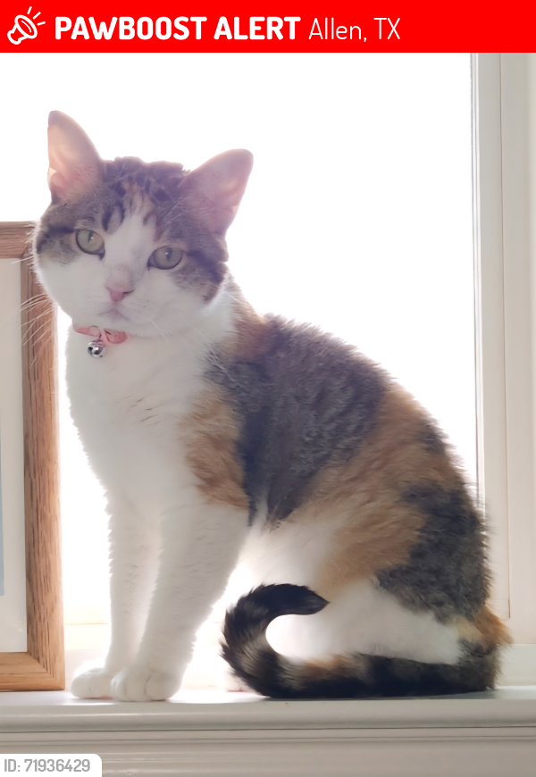 Lost Female Cat last seen Westmont Drive, Allen, (Alma Dr. and Rollins), Allen, TX 75013