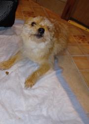 Lost Male Dog last seen Near s Michigan, Chicago, IL 60628