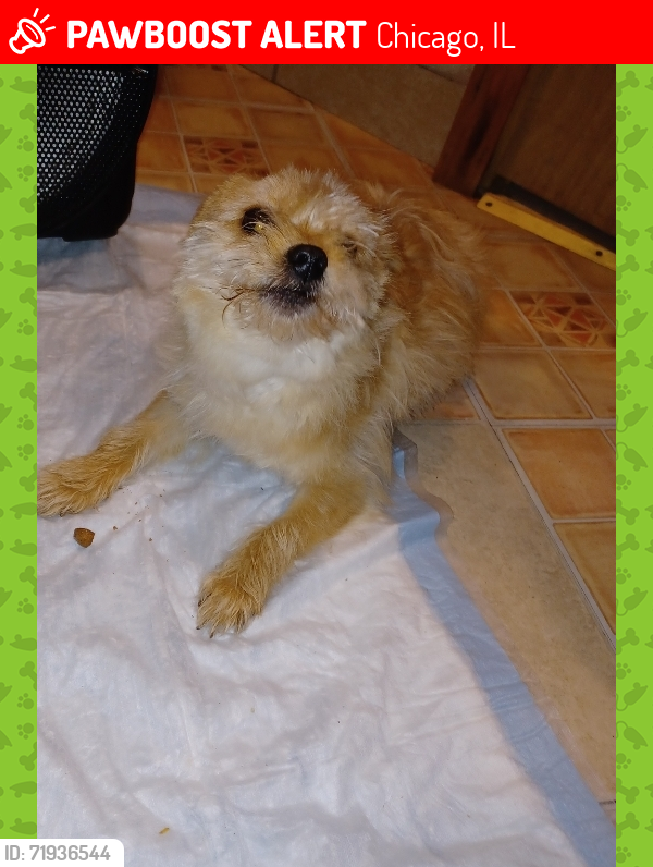 Lost Male Dog last seen Near s Michigan, Chicago, IL 60628