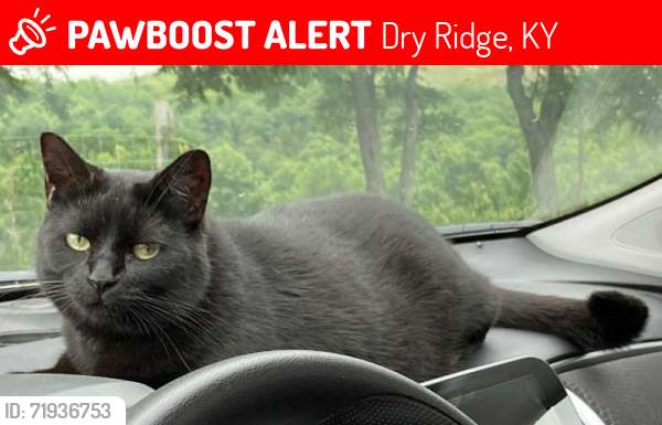 Lost Female Cat last seen Walmart , Dry Ridge, KY 41035