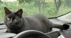 Lost Female Cat last seen Walmart , Dry Ridge, KY 41035