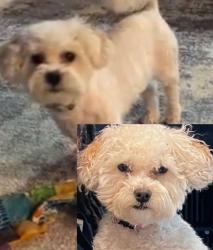 Lost Female Dog last seen Belt Line Rd, Richardson, TX 75081