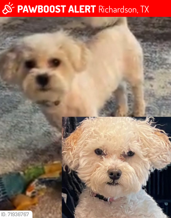 Lost Female Dog last seen Belt Line Rd, Richardson, TX 75081