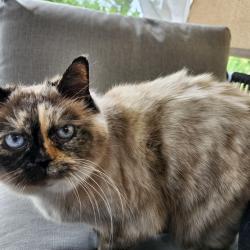 Lost Female Cat last seen Smith st. And walt st., Brighton, ON K0K 1H0