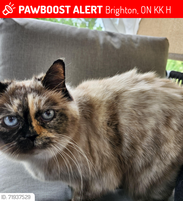 Lost Female Cat last seen Smith st. And walt st., Brighton, ON K0K 1H0