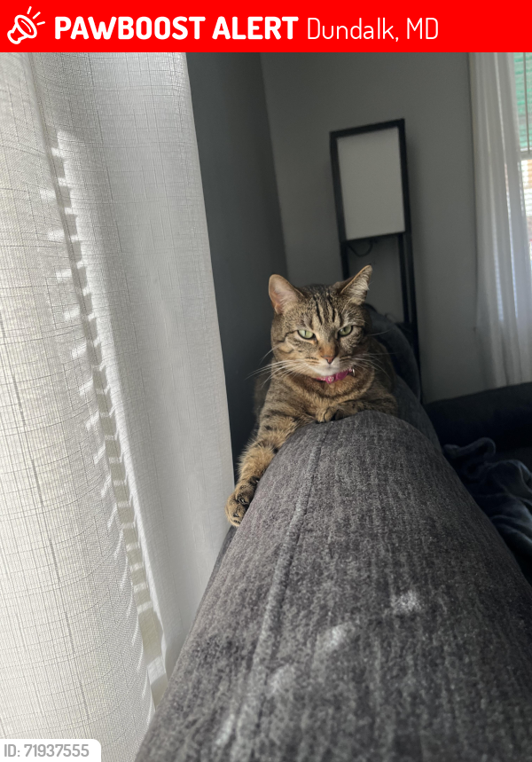 Lost Female Cat last seen Sollers point rd 21222, Dundalk, MD 21222