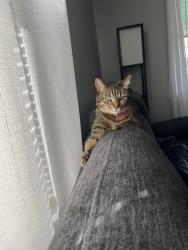 Lost Female Cat last seen Sollers point rd 21222, Dundalk, MD 21222