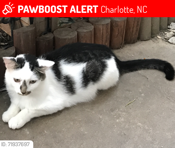Lost Male Cat last seen West Blvd, Charlotte, NC 28208
