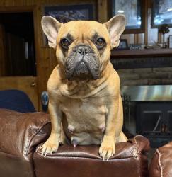Lost Female Dog last seen Seibles Rd, Caddell St, Narrow Lane Rd, Norman Bridge Rd, Montgomery, AL 36116
