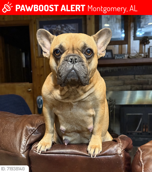 Lost Female Dog last seen Seibles Rd, Caddell St, Narrow Lane Rd, Norman Bridge Rd, Montgomery, AL 36116