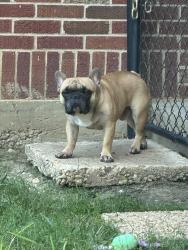 Lost Male Dog last seen Seibles Rd, Caddell St, Narrow Lane Rd, Norman Bridge Rd, Montgomery, AL 36116