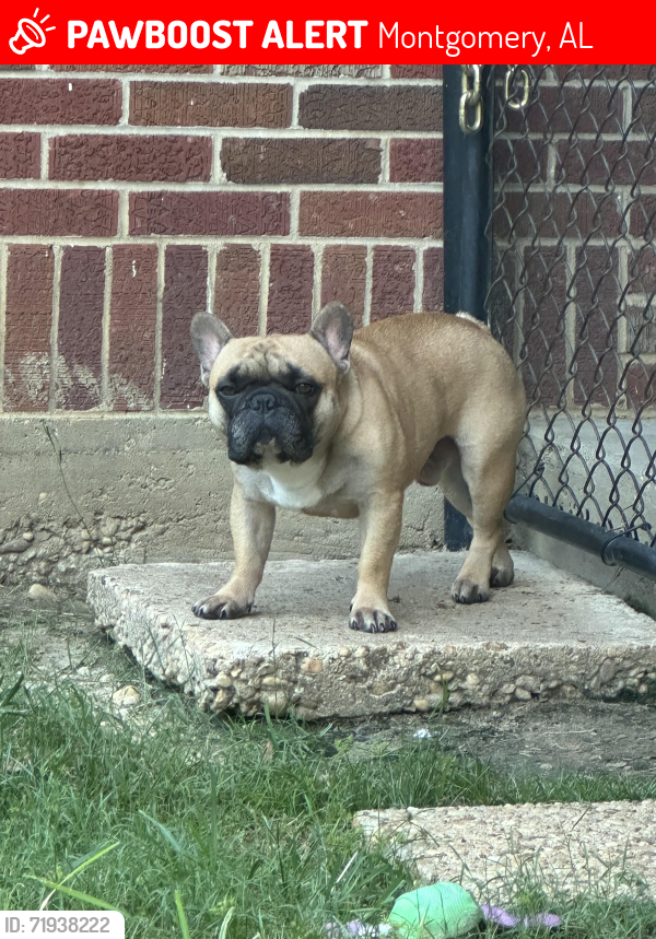 Lost Male Dog last seen Seibles Rd, Caddell St, Narrow Lane Rd, Norman Bridge Rd, Montgomery, AL 36116
