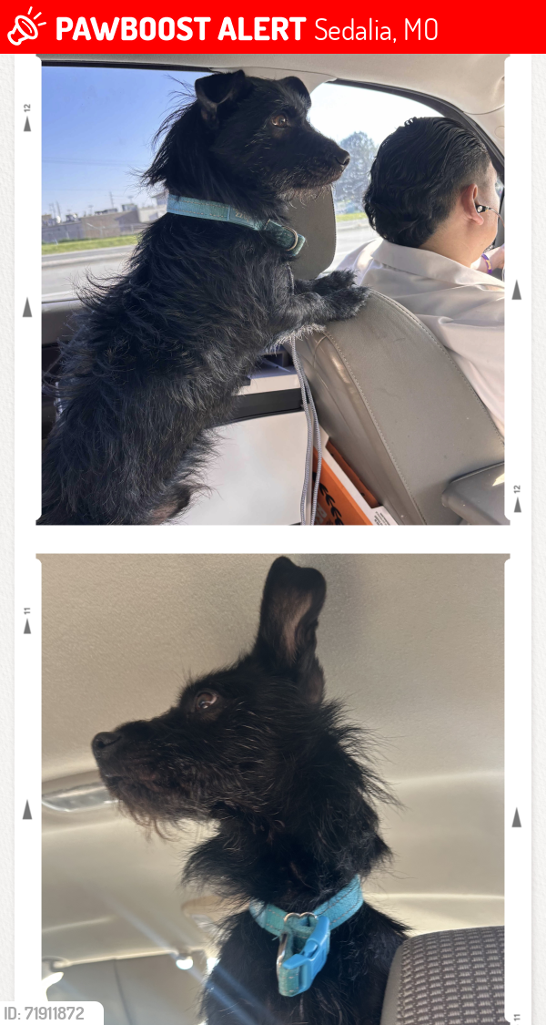 Lost Male Dog last seen He was last seen in the near the farms and houses located behind Menards in Sedalia MO., Sedalia, MO 65301