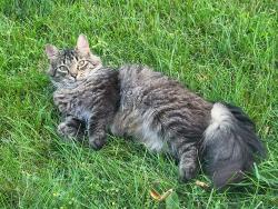 Lost Male Cat last seen S. Edgar & Curtice Rd (near Columbia Lakes Subdivision), Ingham County, MI 48854