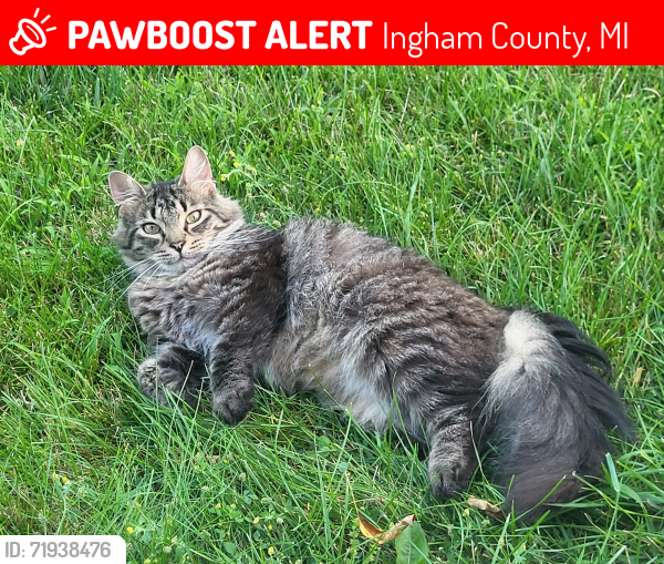 Lost Male Cat last seen S. Edgar & Curtice Rd (near Columbia Lakes Subdivision), Ingham County, MI 48854