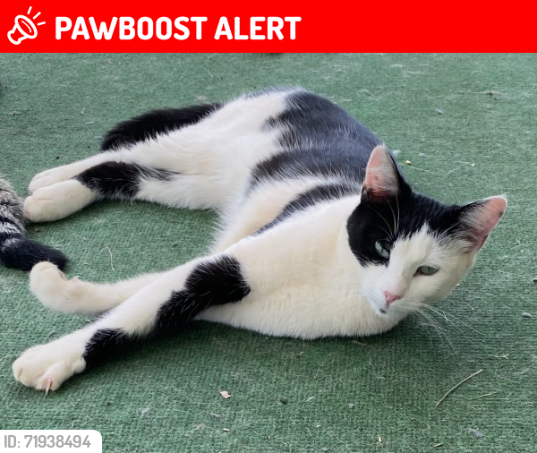 Lost Male Cat last seen Holland Ford Rd, Pelzer SC, Greenville County, SC 29669
